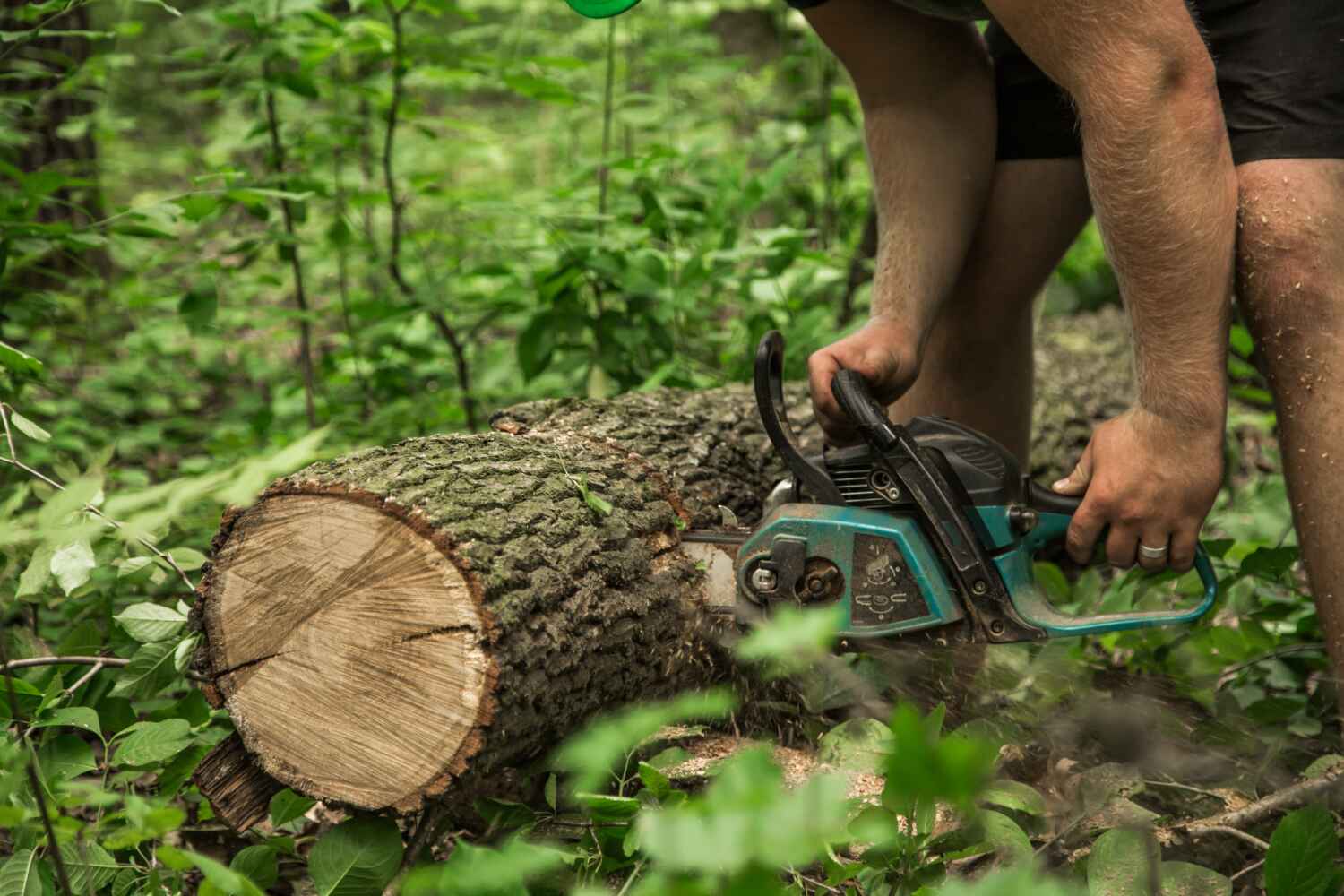 The Steps Involved in Our Tree Care Process in North Port, FL